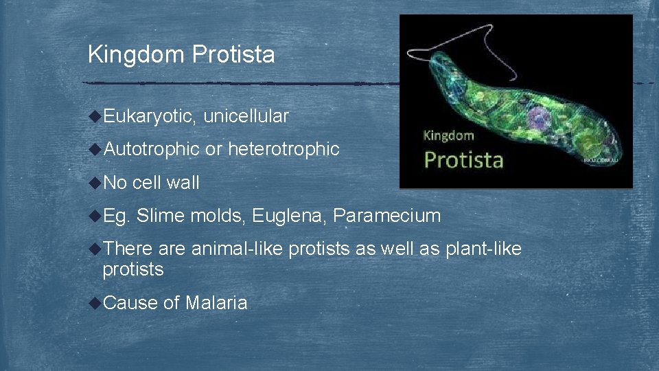 Kingdom Protista u. Eukaryotic, unicellular u. Autotrophic or heterotrophic u. No cell wall u.