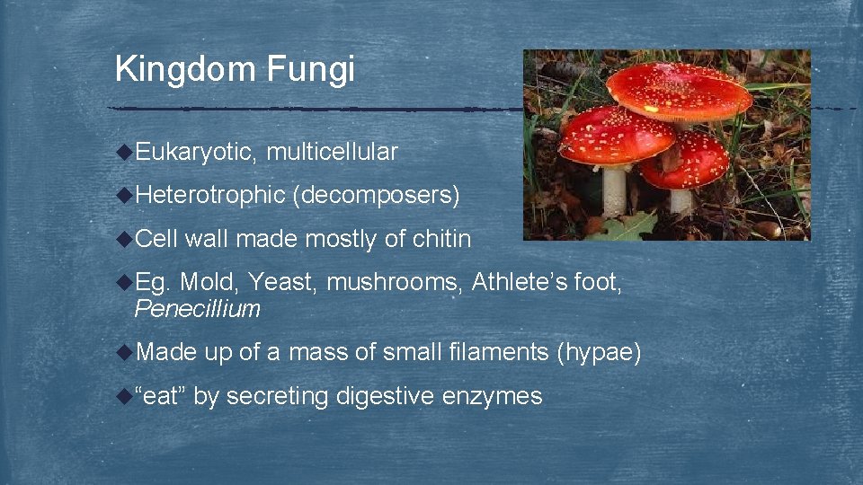 Kingdom Fungi u. Eukaryotic, multicellular u. Heterotrophic u. Cell (decomposers) wall made mostly of