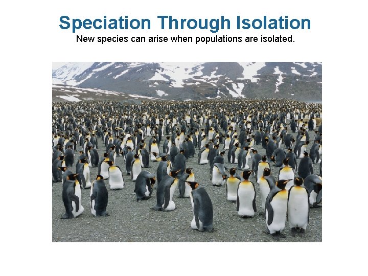 Speciation Through Isolation New species can arise when populations are isolated. 