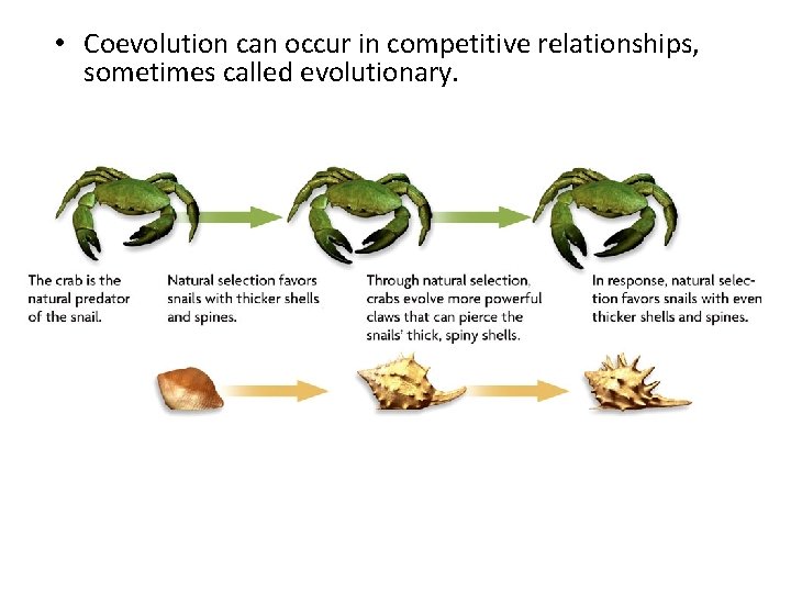  • Coevolution can occur in competitive relationships, sometimes called evolutionary. 