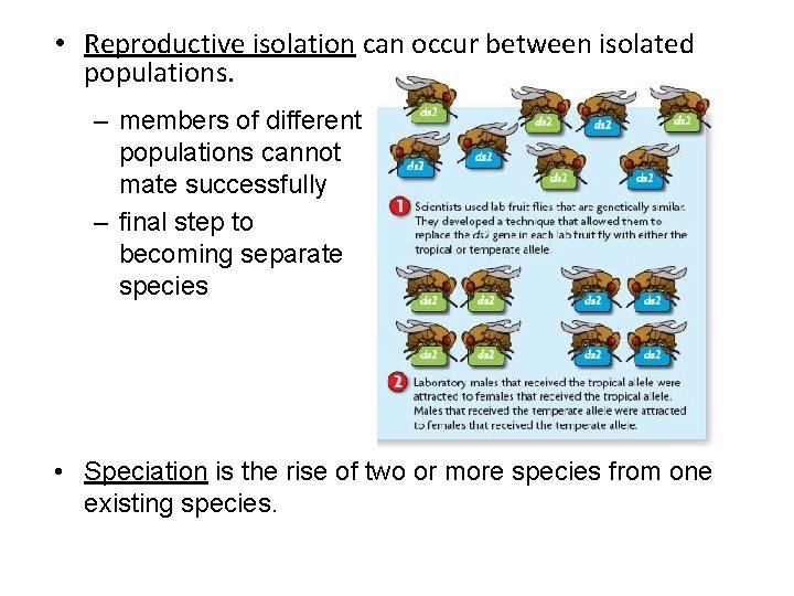  • Reproductive isolation can occur between isolated populations. – members of different populations