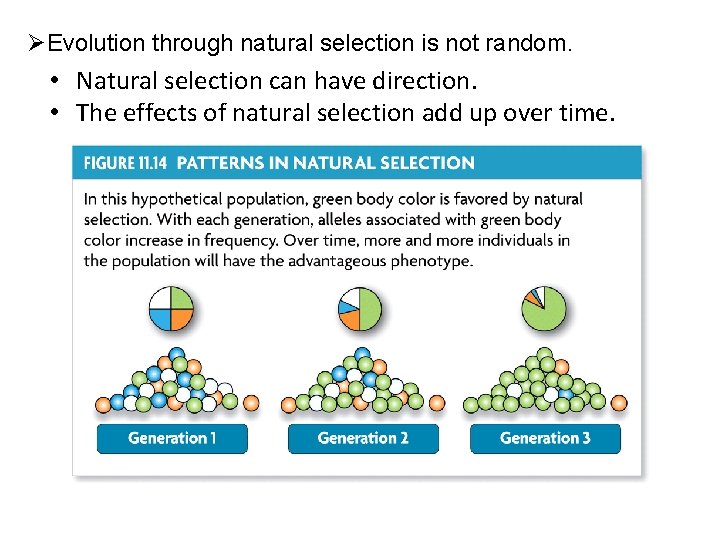 ØEvolution through natural selection is not random. • Natural selection can have direction. •