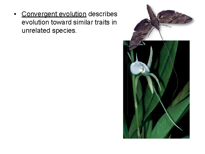  • Convergent evolution describes evolution toward similar traits in unrelated species. 