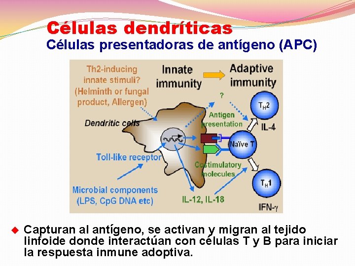 Células dendríticas Células presentadoras de antígeno (APC) u Capturan al antígeno, se activan y