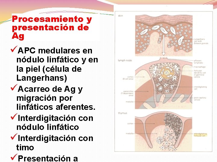 Procesamiento y presentación de Ag üAPC medulares en nódulo linfático y en la piel