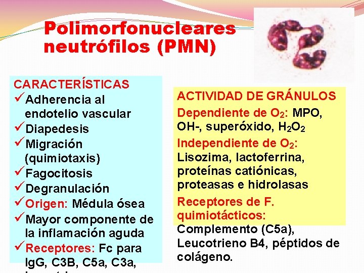 Polimorfonucleares neutrófilos (PMN) CARACTERÍSTICAS üAdherencia al endotelio vascular üDiapedesis üMigración (quimiotaxis) üFagocitosis üDegranulación üOrigen: