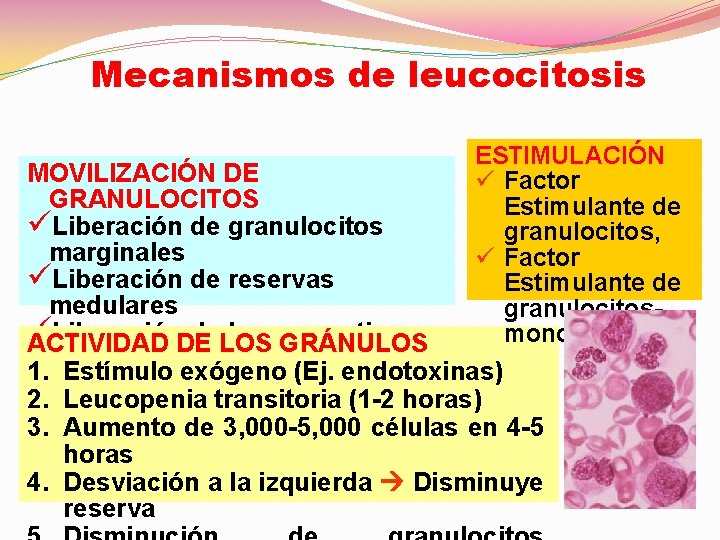 Mecanismos de leucocitosis ESTIMULACIÓN ü Factor Estimulante de granulocitos, ü Factor Estimulante de granulocitosmonocitos,