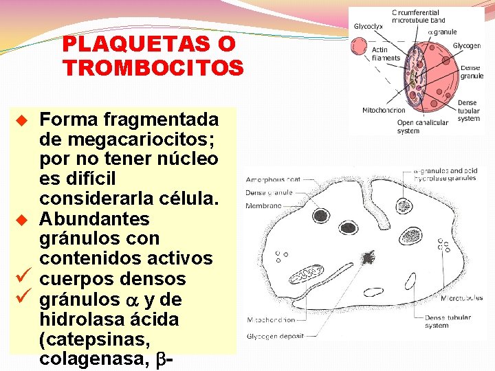 PLAQUETAS O TROMBOCITOS u u ü ü Forma fragmentada de megacariocitos; por no tener