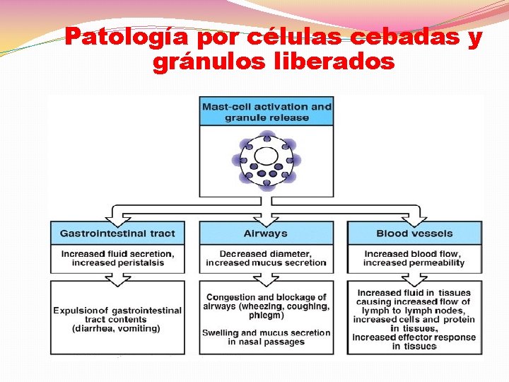 Patología por células cebadas y gránulos liberados 