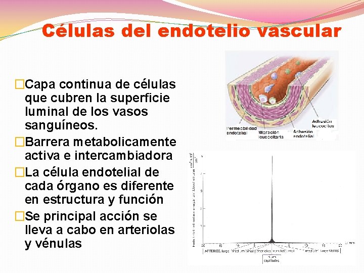 Células del endotelio vascular �Capa continua de células que cubren la superficie luminal de