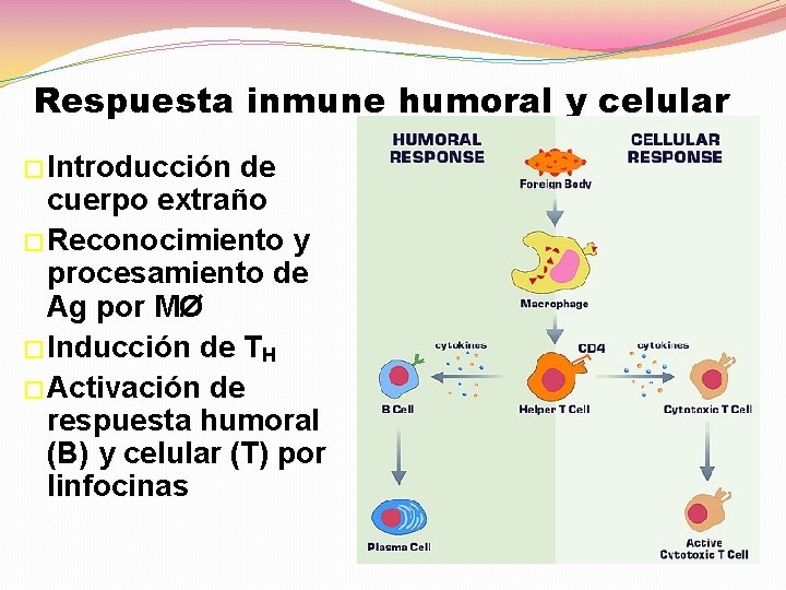 Respuesta inmune humoral y celular � Introducción de cuerpo extraño � Reconocimiento y procesamiento