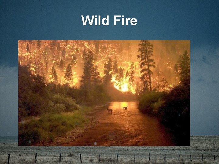 Wild Fire 