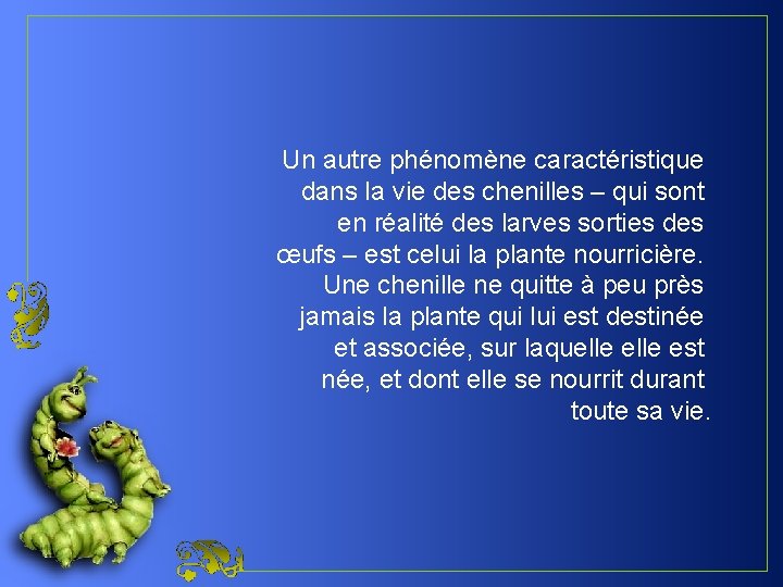 Un autre phénomène caractéristique dans la vie des chenilles – qui sont en réalité