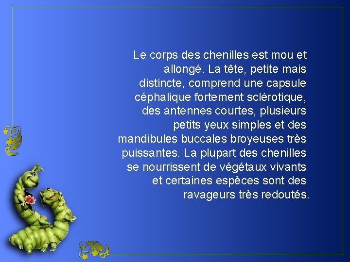 Le corps des chenilles est mou et allongé. La tête, petite mais distincte, comprend