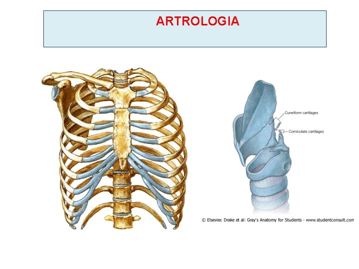 ARTROLOGIA 