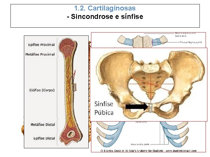 1. 2. Cartilaginosas - Sincondrose e sínfise 