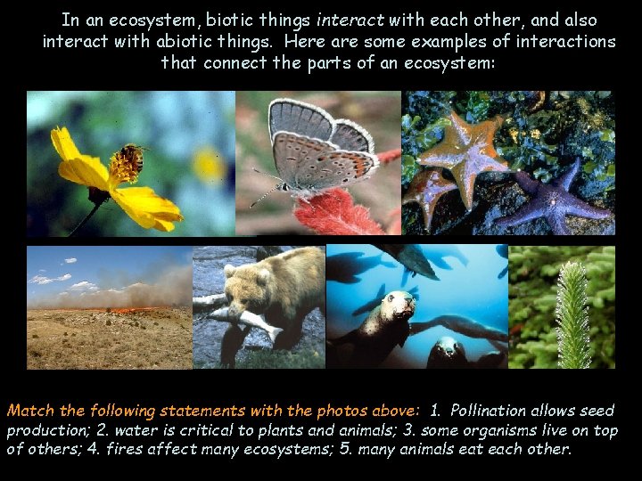 In an ecosystem, biotic things interact with each other, and also interact with abiotic