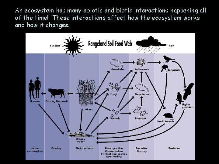 An ecosystem has many abiotic and biotic interactions happening all of the time! These