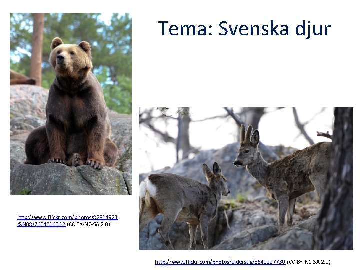 Tema: Svenska djur http: //www. flickr. com/photos/82814923 @N 08/7604016062 (CC BY-NC-SA 2. 0) http: