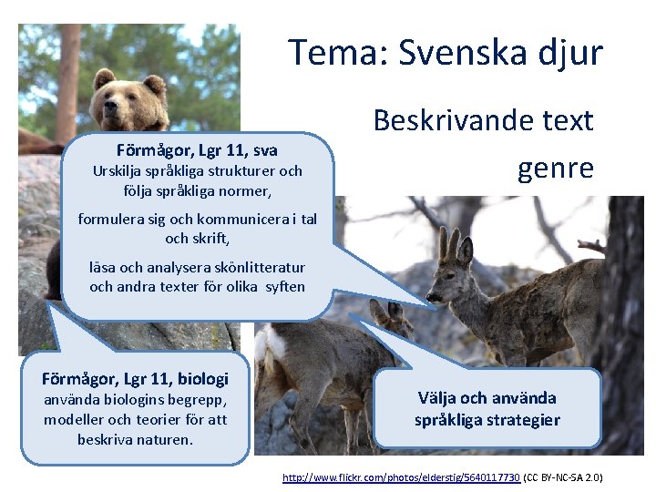 Tema: Svenska djur Förmågor, Lgr 11, sva Urskilja språkliga strukturer och följa språkliga normer,