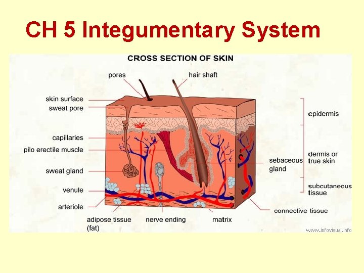 CH 5 Integumentary System CH 5 Integumentary System