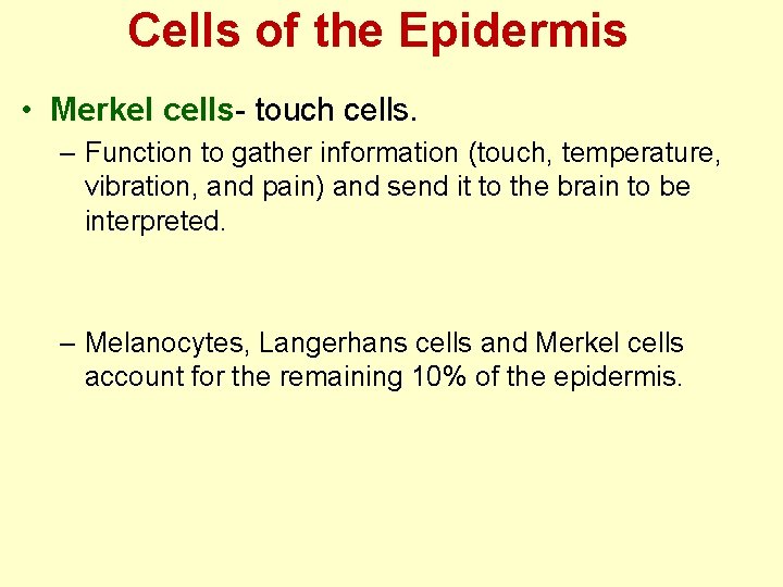 Cells of the Epidermis • Merkel cells- touch cells. – Function to gather information Cells of the Epidermis • Merkel cells- touch cells. – Function to gather information