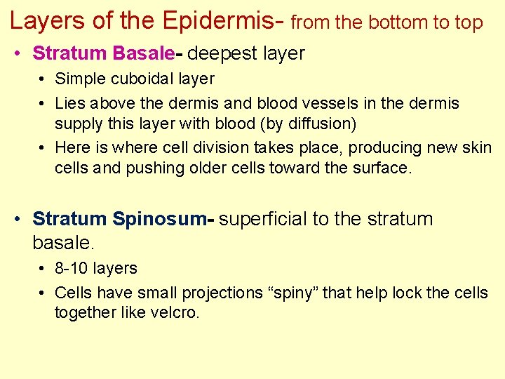 Layers of the Epidermis- from the bottom to top • Stratum Basale- deepest layer Layers of the Epidermis- from the bottom to top • Stratum Basale- deepest layer