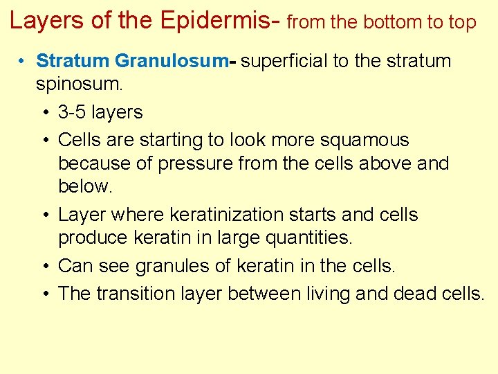 Layers of the Epidermis- from the bottom to top • Stratum Granulosum- superficial to Layers of the Epidermis- from the bottom to top • Stratum Granulosum- superficial to