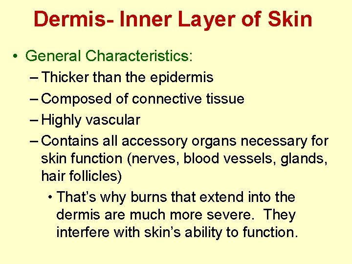 Dermis- Inner Layer of Skin • General Characteristics: – Thicker than the epidermis – Dermis- Inner Layer of Skin • General Characteristics: – Thicker than the epidermis –