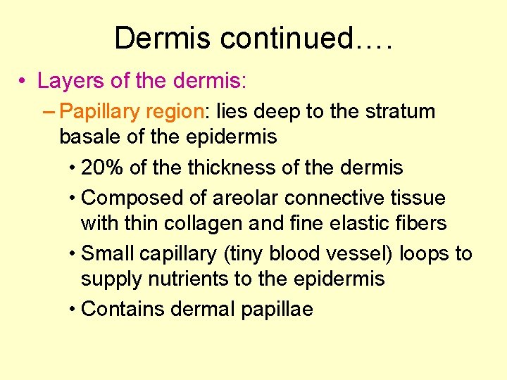 Dermis continued…. • Layers of the dermis: – Papillary region: lies deep to the Dermis continued…. • Layers of the dermis: – Papillary region: lies deep to the