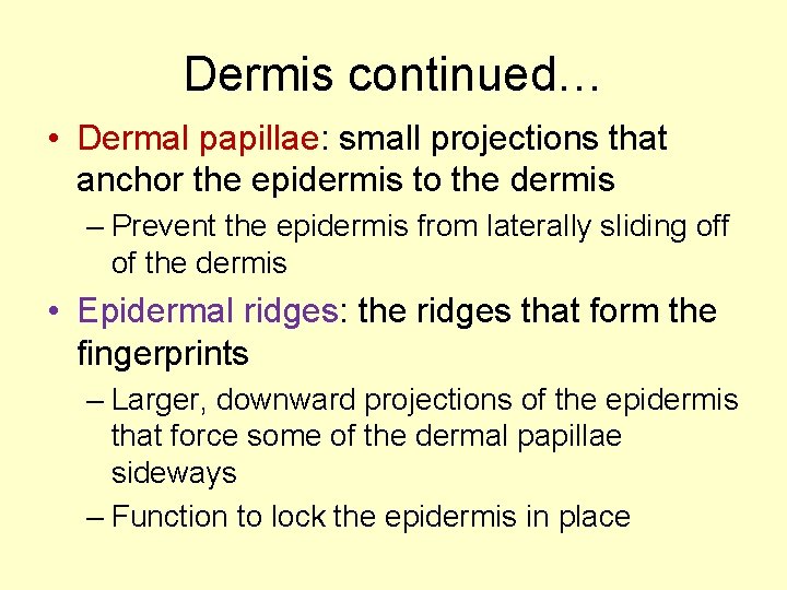 Dermis continued… • Dermal papillae: small projections that anchor the epidermis to the dermis Dermis continued… • Dermal papillae: small projections that anchor the epidermis to the dermis