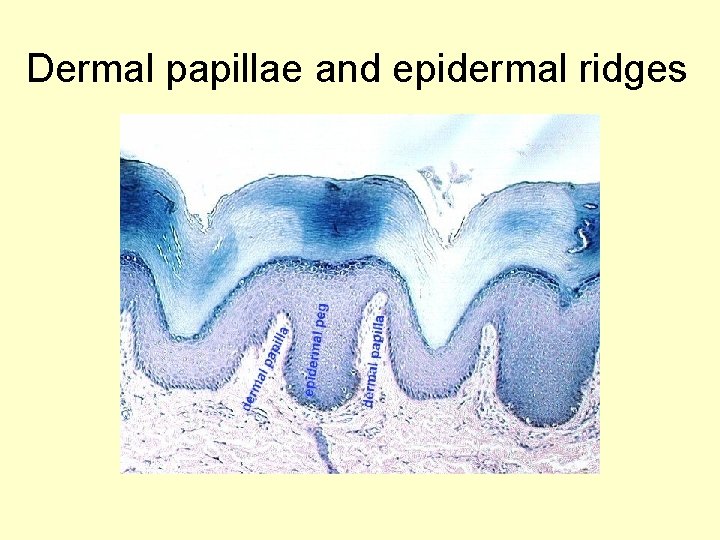 Dermal papillae and epidermal ridges Dermal papillae and epidermal ridges