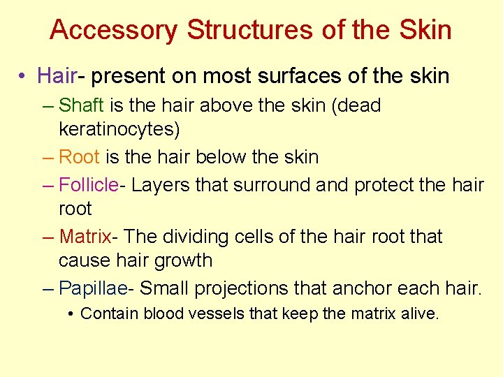 Accessory Structures of the Skin • Hair- present on most surfaces of the skin Accessory Structures of the Skin • Hair- present on most surfaces of the skin