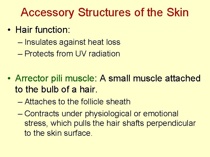 Accessory Structures of the Skin • Hair function: – Insulates against heat loss – Accessory Structures of the Skin • Hair function: – Insulates against heat loss –
