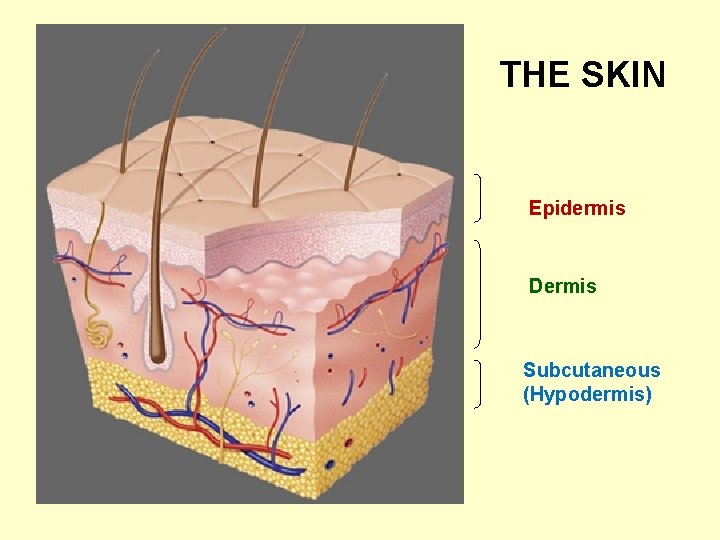THE SKIN Epidermis Dermis Subcutaneous (Hypodermis) THE SKIN Epidermis Dermis Subcutaneous (Hypodermis)