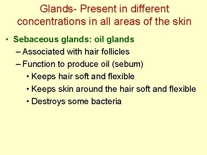 Glands- Present in different concentrations in all areas of the skin • Sebaceous glands: Glands- Present in different concentrations in all areas of the skin • Sebaceous glands:
