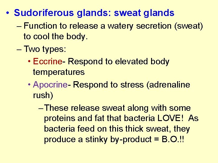 • Sudoriferous glands: sweat glands – Function to release a watery secretion (sweat) • Sudoriferous glands: sweat glands – Function to release a watery secretion (sweat)