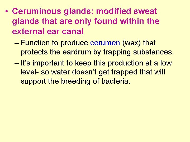 • Ceruminous glands: modified sweat glands that are only found within the external • Ceruminous glands: modified sweat glands that are only found within the external