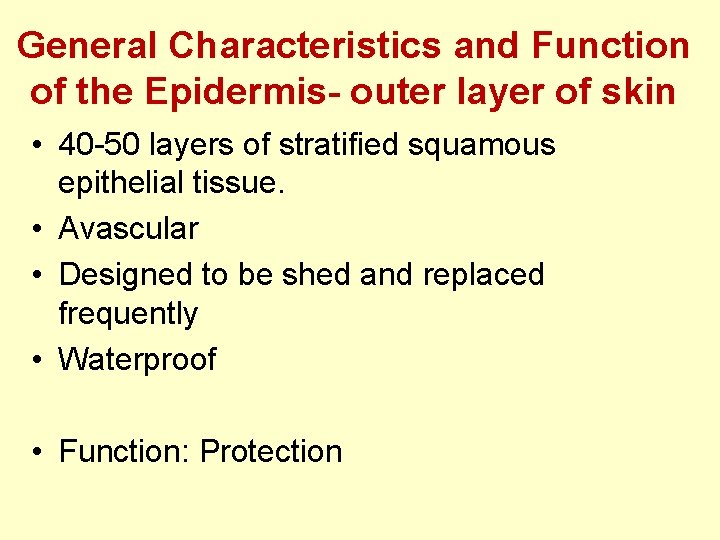 General Characteristics and Function of the Epidermis- outer layer of skin • 40 -50 General Characteristics and Function of the Epidermis- outer layer of skin • 40 -50