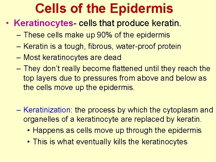 Cells of the Epidermis • Keratinocytes- cells that produce keratin. – These cells make Cells of the Epidermis • Keratinocytes- cells that produce keratin. – These cells make