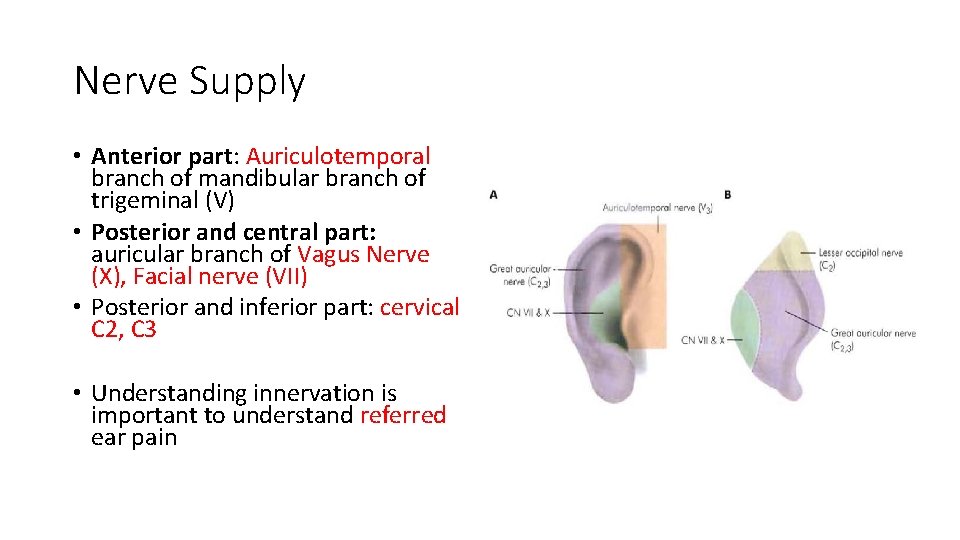 Nerve Supply • Anterior part: Auriculotemporal branch of mandibular branch of trigeminal (V) •