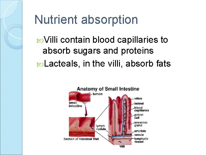 Gastrointestinal System Structure And Function Gastrointestinal System Where