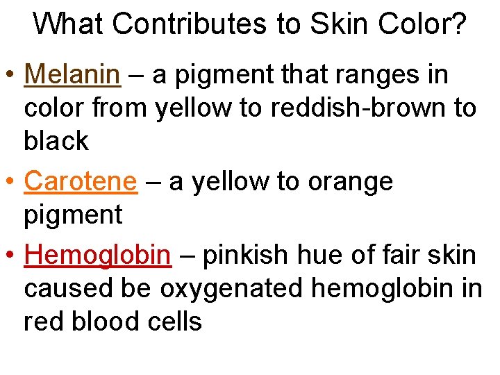 What Contributes to Skin Color? • Melanin – a pigment that ranges in color