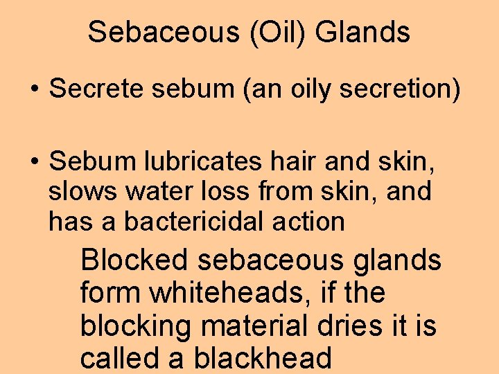 Sebaceous (Oil) Glands • Secrete sebum (an oily secretion) • Sebum lubricates hair and