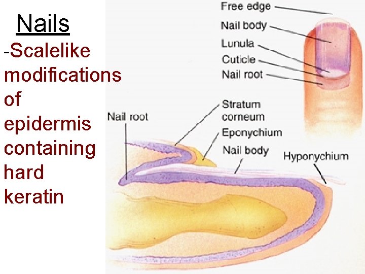 Nails -Scalelike modifications of epidermis containing hard keratin 