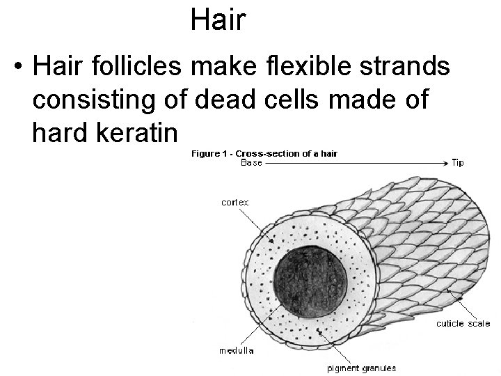 Hair • Hair follicles make flexible strands consisting of dead cells made of hard