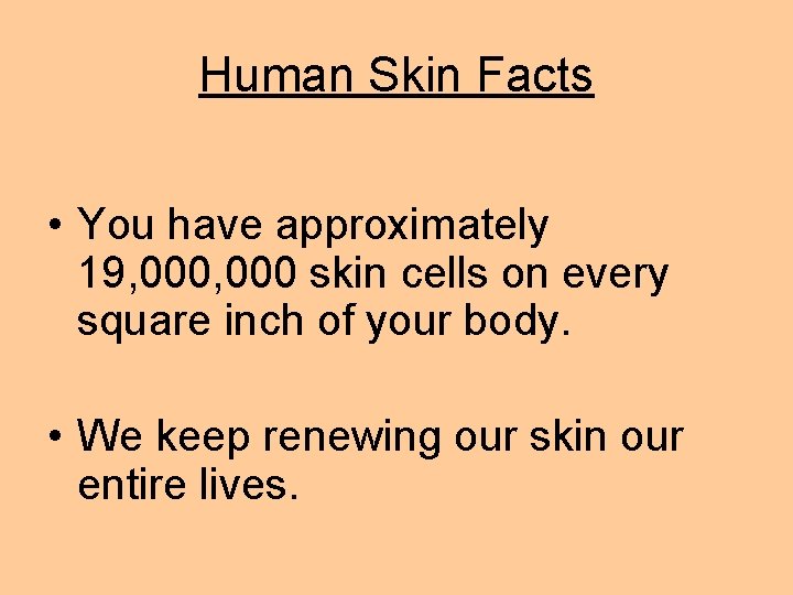 Human Skin Facts • You have approximately 19, 000 skin cells on every square