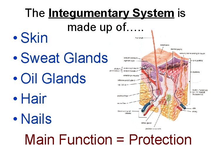 The Integumentary System is made up of…. . • Skin • Sweat Glands •