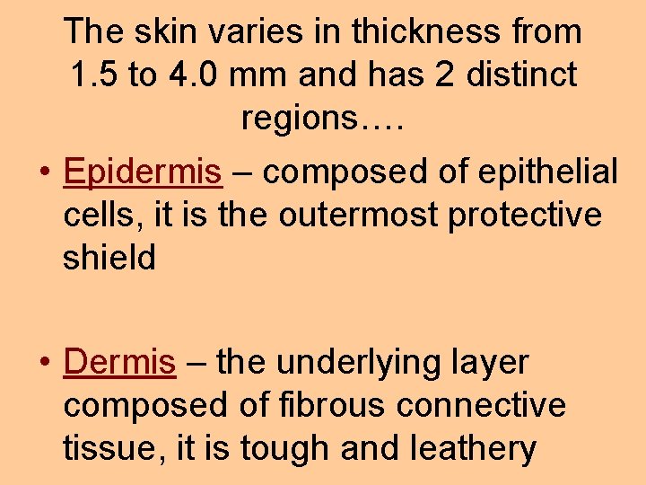 The skin varies in thickness from 1. 5 to 4. 0 mm and has