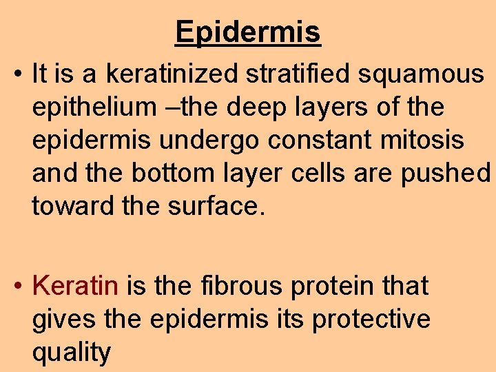 Epidermis • It is a keratinized stratified squamous epithelium –the deep layers of the
